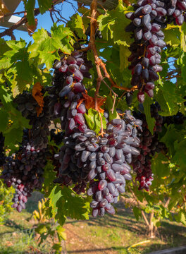 Moldovan Black Wine Grapes Growing on a Vine in Greece