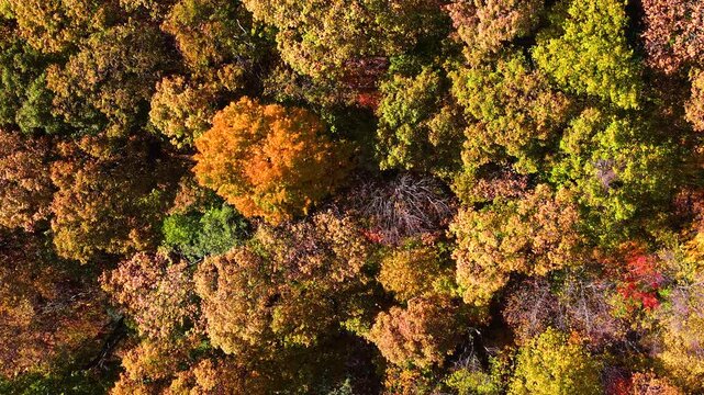Lush forest in Appalachian Mountains of North Carolina displaying vibrant autumn colors. Dense tree canopies create spectacular natural landscape.