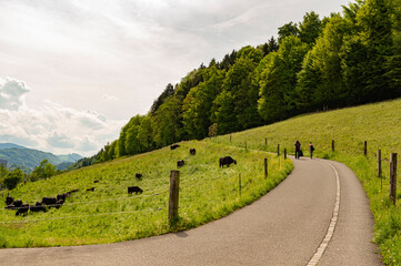 Asphalt walking path along green hill with grazing cows and hikers in Switzerland © Aleksandra