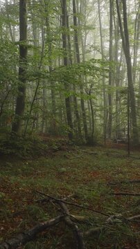 A vertical video aerial view moving through the European Beech woods near Plitvice National Park, Croatia
