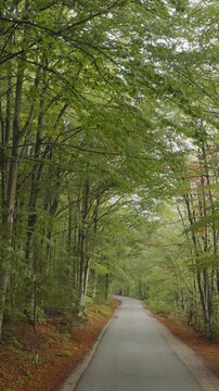 A vertical video aerial view moving down a road through the European Beech woods near Plitvice National Park, Croatia