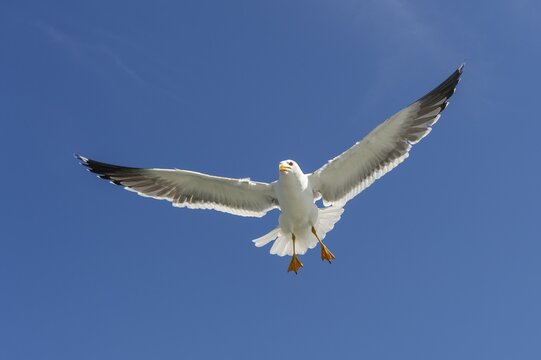 European herring gull (Larus argentatus) in flight against blue sky, sea, coast, North Sea, Netherlands