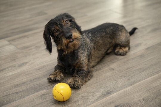 Rough-haired dachshund, male, 3 years, lying with ball, yellow, on parquet, head tilted, calls for play, Stuttgart, Baden-W&uuml;rttemberg, Germany