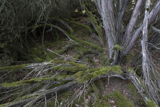Old junipers (Juniperus communis), Emsland, Lower Saxony, Germany