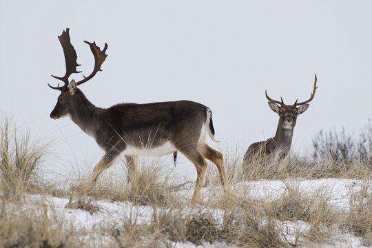 Two fallow deer (Dama dama), Province of North Holland, The Netherlands