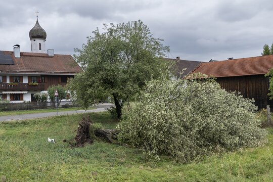 Tree, fallen, storm, thunderstorm, cat, church, houses, cloudy, summer, Schlehdorf, Alpine foothills, Bavaria, Germany