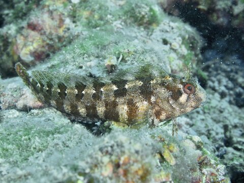 A striped fish, Tompot blenny (Parablennius gattorugine), camouflages itself on an overgrown rock under water. Dive site Fraskeric, Stoja, Pula, Croatia, Mediterranean Sea