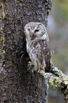 Tengmalm's owl (Aegolius funereus), adult, on tree, alert, Bohemian Forest, Czech Republic