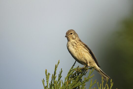 Linnet (Linaria cannabina) female, Allg&auml;u, Bavaria, Germany