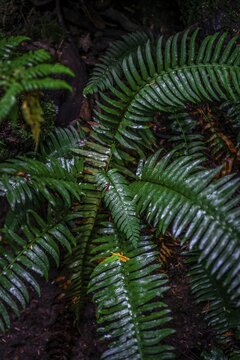 Wet leaves of a ferns (Tracheophyta), temperate rainforest, Mt. Baker-Snoqualmie National Forest, Washington, USA
