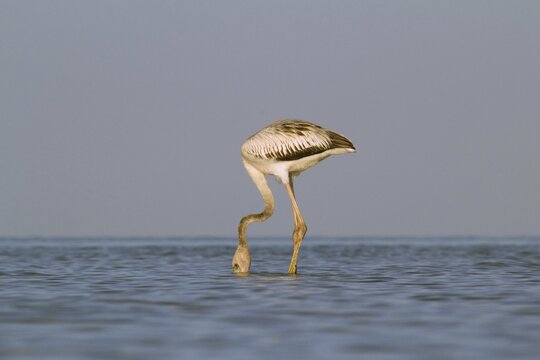 American flamingo (Phoenicopterus ruber) foraging in water, Holbox Nature Reserve, Mexico