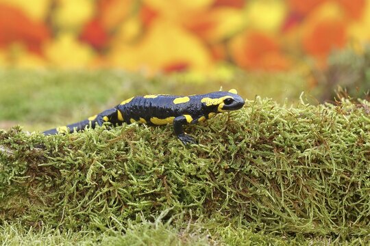 Fire salamander (Salamandra salamandra), running over moss in autumn forest, Indian summer, wildlife, North Rhine-Westphalia, Germany