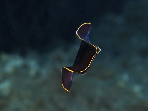 Black yellow-burn flatworm (Prostheceraeus splendidus), swirl worm, with yellow-bordered contours floating in water in the Mediterranean near Hy&egrave;res, Giens peninsula diving site, Porquerolles, Provence, C&ocirc;te d'Azur, France