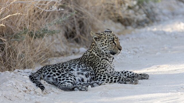 Leopard (Panthera pardus), Etosha-Nationalpark, Namibia