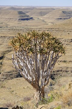 Quiver tree (Aloe dichtoma), seen on a hike around the canyon on the grounds of the Zebra River Lodge, Namibia, Africa