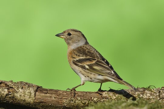 Brambling (Fringilla montifringilla), female, sitting on deadwood, Siegerland, North Rhine-Westphalia, Germany