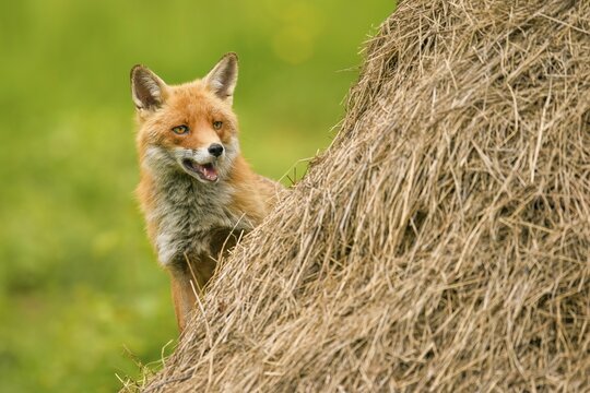 Red fox (Vulpes vulpes), standing on haystacks, captive, Switzerland