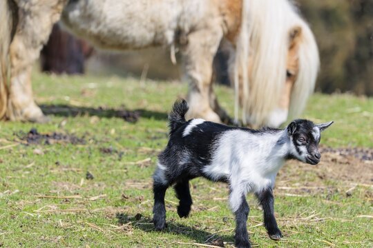 A young pygmy goat (Capra hircus) stands in a green meadow in front of a Falabella horse (Equus ferus caballus) that is grazing. Austria