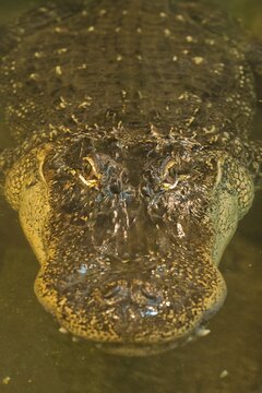 American alligator (Alligator mississippiensis), Rhineland-Palatinate, Germany