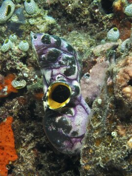 Yellow-edged sea squirt, golden sea squirt (Polycarpa aurata) on an algae-covered rock on the seabed, Prapat dive site, Penyapangan, Bali, Indonesia