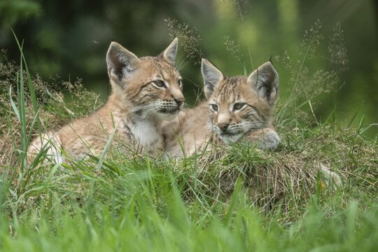 Young lynx (Lynx lynx), Haltern, North Rhine-Westphalia, Germany