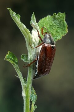 Common Cockchafer or May Bug (Melolontha melolontha), Schwaz, Tirol, Austria