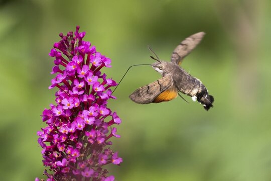 Hummingbird hawk-moth ( Macroglossum stellatarum) flying, collecting nectar of butterfly bushes, Hesse, Germany