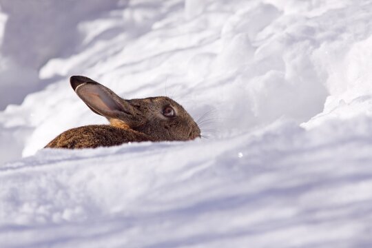 European rabbit (Oryctolagus cuniculus) sitting at the entrance of a burrow in a snowbank in winter, Schleswig-Holstein, Germany