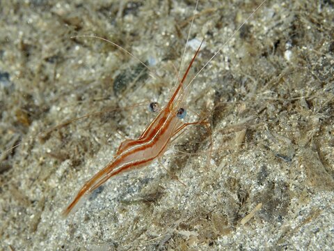 Striped shrimp with distinctive eyes, unicorn shrimp (Plesionika narval), on sandy ground in underwater world in the Mediterranean near Hy&egrave;res, Giens peninsula diving site, Porquerolles, Provence, C&ocirc;te d'Azur, France