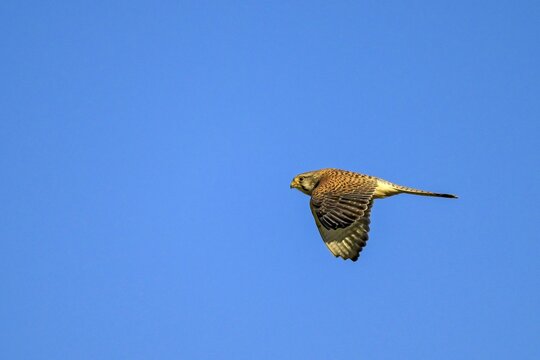 Kestrel (Falco tinnunculus), female, Schwaz, Tyrol, Austria