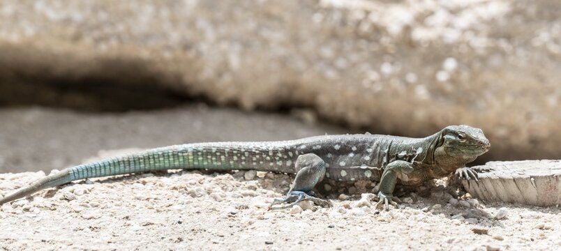 Racer lizard (Cnemidophorus murinus), Curacao