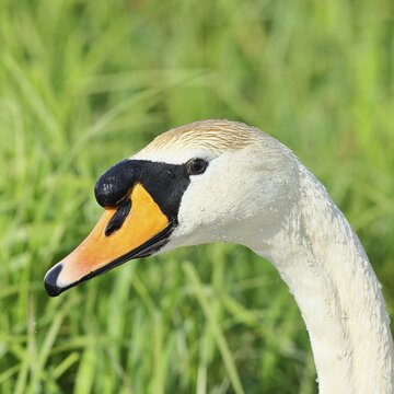 Mute swan (Cygnus olor) adult bird, portrait, animal portrait, wildlife, Ochsenmoor, Naturpark D&uuml;mmer See, H&uuml;de, Lower Saxony, Germany