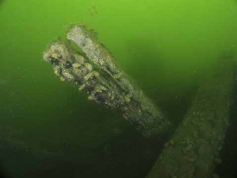 A part of a wreck covered with mussels in a green underwater atmosphere, wreck Margareta af V&auml;t&ouml; dive site, Konabbsfj&auml;rden, Nyn&auml;shamn, Stockholm, Sweden