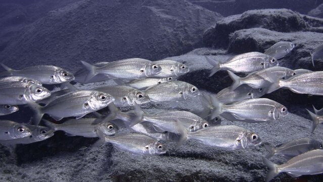 Underwater shoal of fish, armpit bream (Pagellus acarne), above a rocky seabed, dive site Bufadero, Palm Mar, Tenerife, Canary Islands, Spain