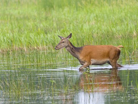Red deer (Cervus elaphus) cow, Upper Lusatia, Saxony, Germany