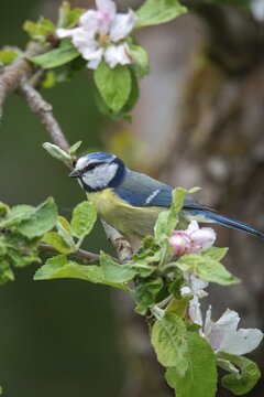 Blue tit, fruit tree blossom, parus caeruleus, birds, spring, garden birds, high size, portrait format, tits, passeri, songbirds, spring, tits, birds