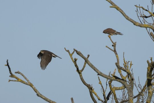 Common kestrel (Falco tinnunculus) adult falcon bird on a tree branch watching a Sparrowhawk (Accipiter nisus) flying past, England, United Kingdom