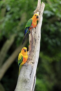 Sun Parakeets (Aratinga solstitialis jandaya), adult on tree, occurrence in Brazil, captive