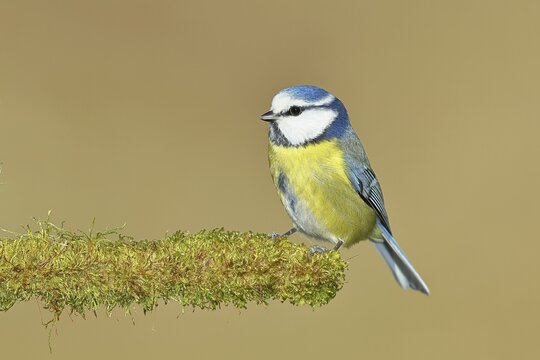 Blue tit (Parus caeruleus), sitting on moss-covered dead wood, Wilnsdorf, North Rhine-Westphalia, Germany