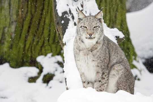 Eurasian lynx (Lynx lynx), female, sitting on snow-covered ground, captive, Sababurg Zoo, Hofgeismar, Hesse, Germany