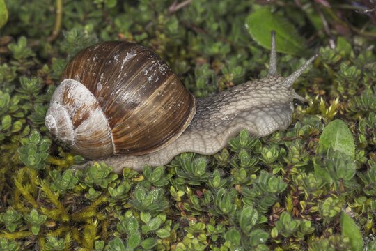 A burgundy snail (Helix pomatia) crawls over green foliage and herbs on the ground, Baden-W&uuml;rttemberg, Germany