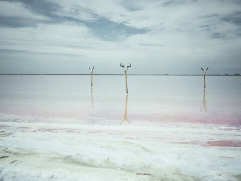 Bull's heads on stakes, saltworks, Salin-de-Giraud, Bouches-du-Rh&ocirc;ne, Arles, France