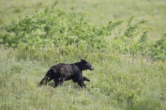 American Black Bear (Ursus americanus) running across a meadow, Waterton Lakes National Park, Alberta, Canada