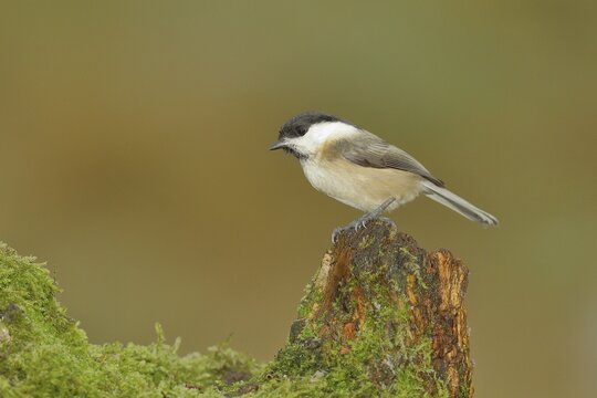 Willow tit (Parus montanus) sitting on a tree root, Wilden, North Rhine-Westphalia, Germany