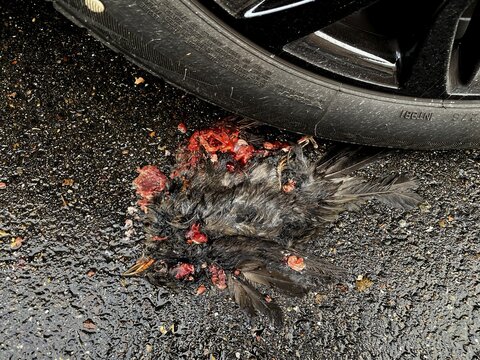 Bird, blackbird (Turdus merula), lies dead, run over, on the road, tyre, car, Stuttgart, Baden-W&uuml;rttemberg, Germany