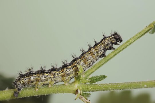 Small tortoiseshell (Nymphalis urticae, Aglais urticae), caterpillar, North Rhine-Westphalia, Germany