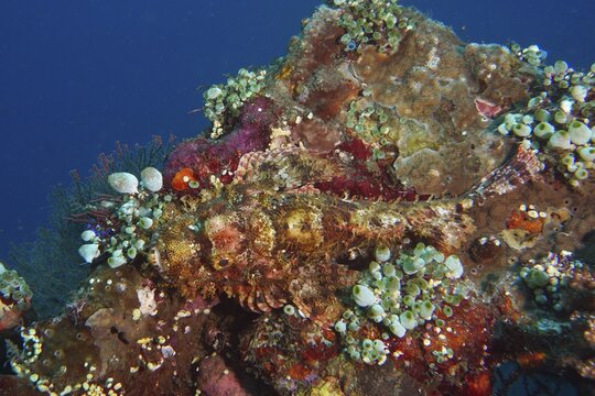 A well-camouflaged Papuan scorpionfish (Scorpaenopsis papuensis) rests on a colourful coral reef at the USAT Liberty dive site, Tulamben, Bali, Indonesia