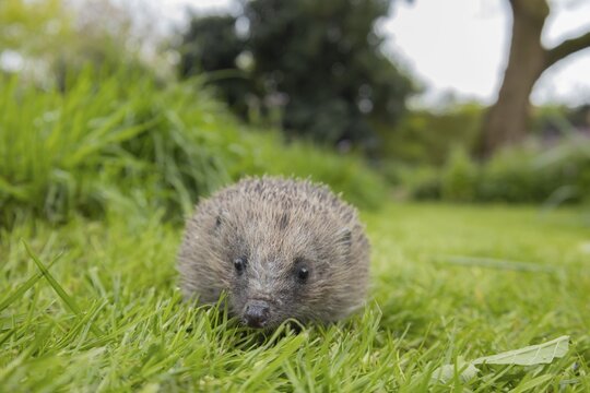 European hedgehog (Erinaceus europaeus) adult animal on a garden grass lawn, England, United Kingdom