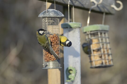 Great tit (Parus major) adult garden bird on a peanut bird feeder, England, United Kingdom