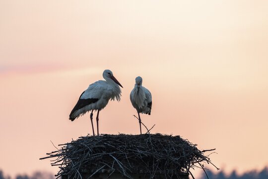 White stork, stork nest in the evening light, pair, Ciconia ciconia, L&uuml;tzelsee, Canton Zurich, Switzerland